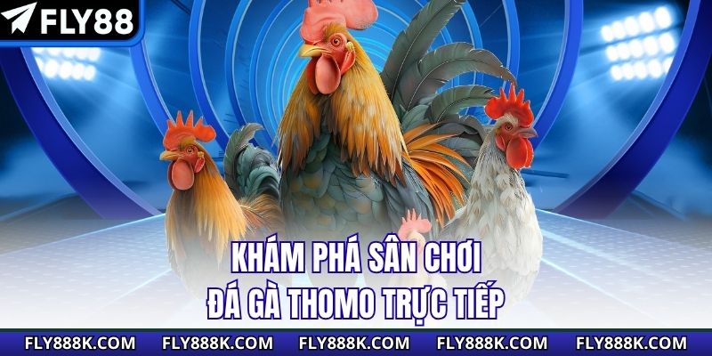 Khám phá sân chơi đá gà Thomo trực tiếp